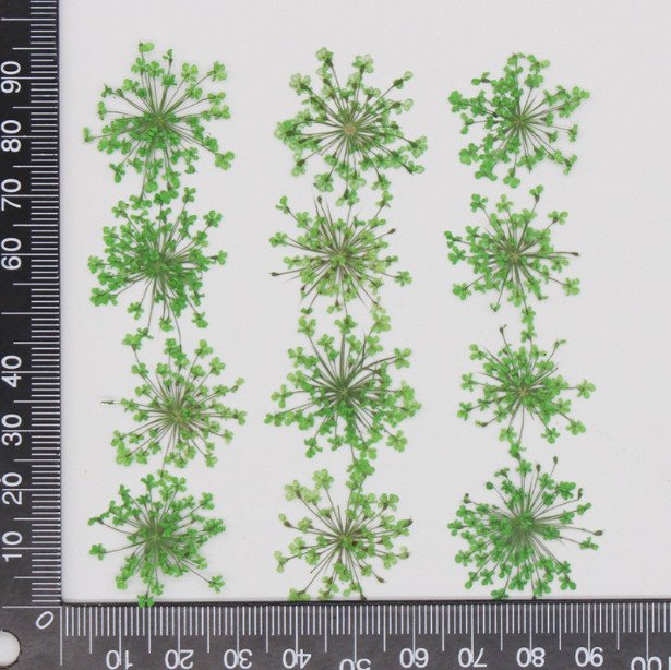 green lace flower كرت ورد مجفف مضغوط - زهرة الدانتيل - اخضر - الصورة 1