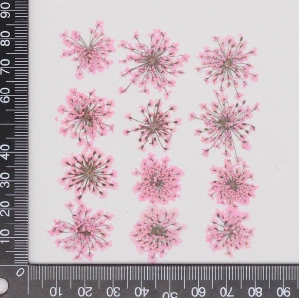 light pink lace flower كرت ورد مجفف مضغوط - زهرة الدانتيل - زهري فاتح - الصورة 1