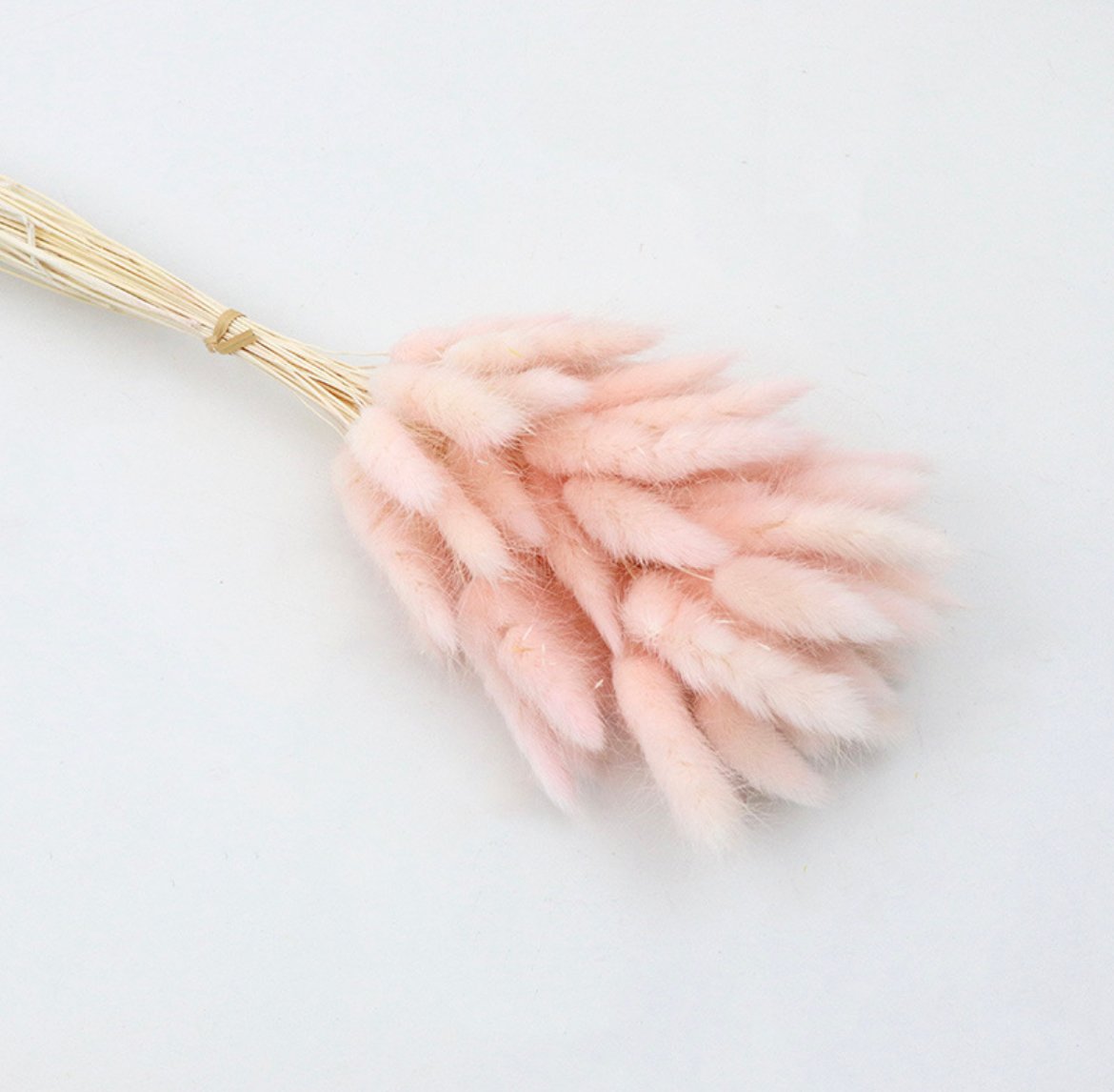 light pink rabbit tail ورد مجفف - ضمة ديل الارنب -زهري فاتح - الصورة 1
