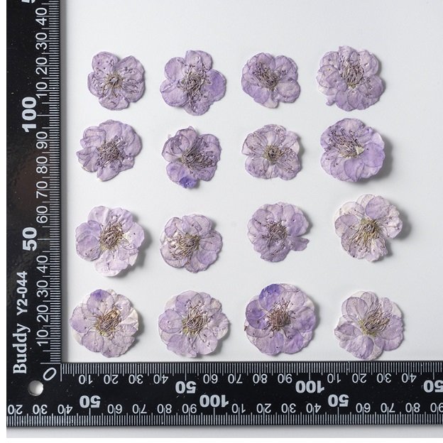 light purple 2.5cm plum كرت ورد مجفف مضغوط - زهرة البرقوق 2.5سم - بنفسجي فاتح - الصورة 1