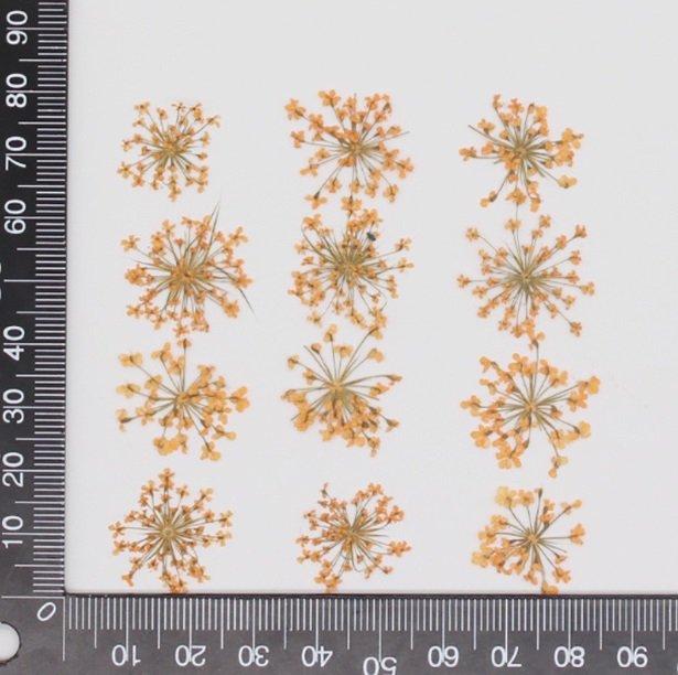 orange lace flower كرت ورد مجفف مضغوط - زهرة الدانتيل - برتقالي - الصورة 1