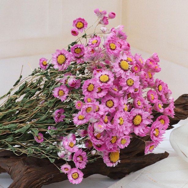 pink chamomile-dried-flower ورد مجفف - ضمة زهرة البابونج - زهري - الصورة 1