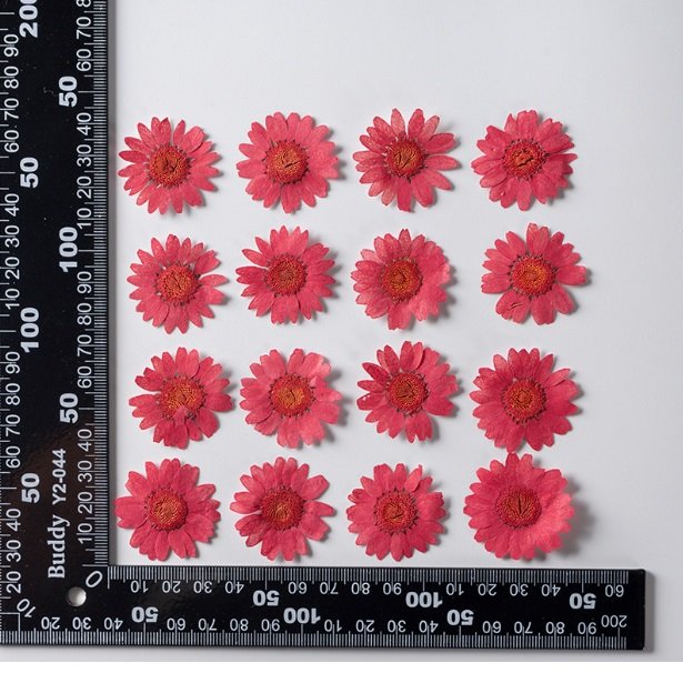 red chrysanthemum flower كرت ورد مجفف مضغوط - زهرة الاقحوان - زهري غامق - الصورة 1