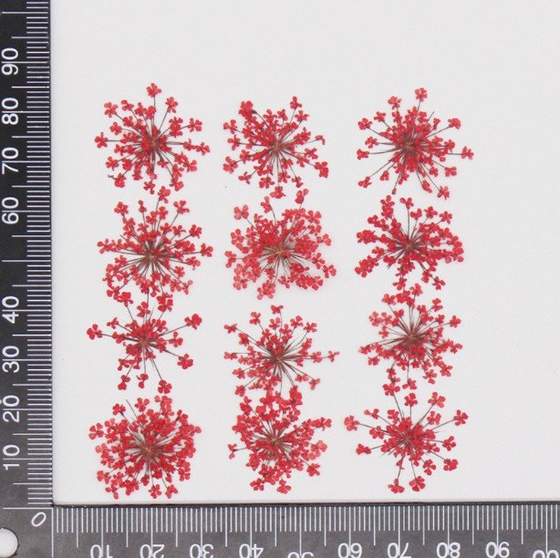 red lace flower كرت ورد مجفف مضغوط - زهرة الدانتيل - احمر - الصورة 1
