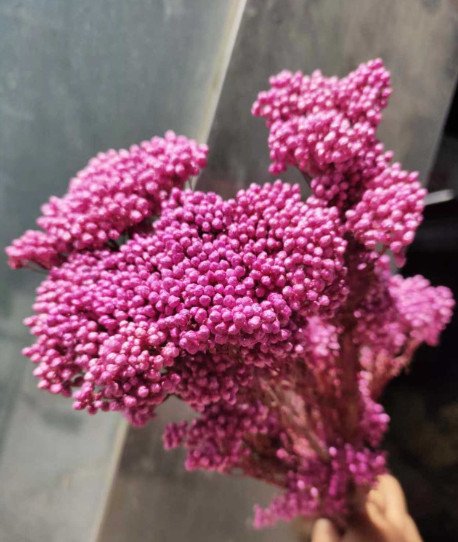 rose red rice ورد مجفف - ضمة زهرة الارز - فوشي - الصورة 1