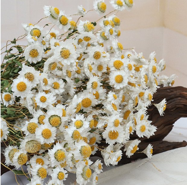 white-chamomile-dried-flower ورد مجفف - ضمة زهرة البابونج - ابيض - الصورة 1