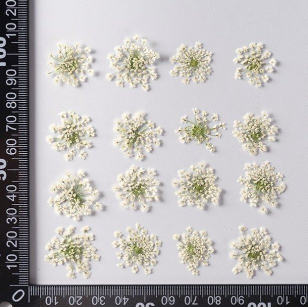 white lace flower كرت ورد مجفف مضغوط - زهرة الدانتيل - ابيض - الصورة 1