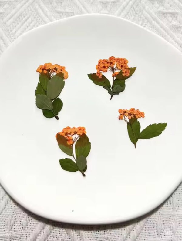 كرت ورد مجفف مضغوط - زهرة النرجس - برتقالي